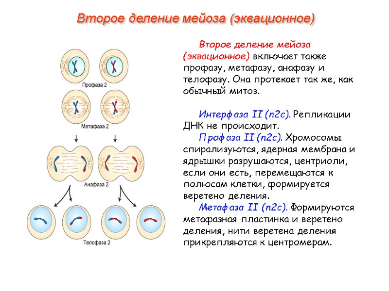 Второе деление мейоза (эквационное) включает также профазу, метафазу, анафазу и телофазу. Она протекает так